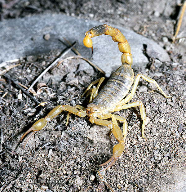 Scorpion (Mesobuthus caucasicus)