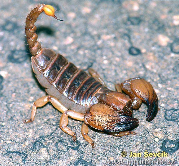 Scorpion (Opistophthalmus sp.)