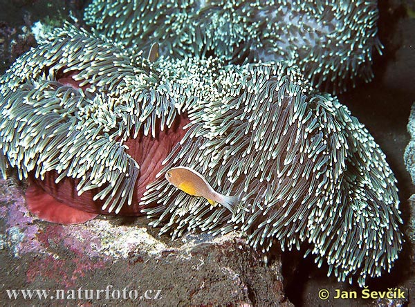 Sea Anemone