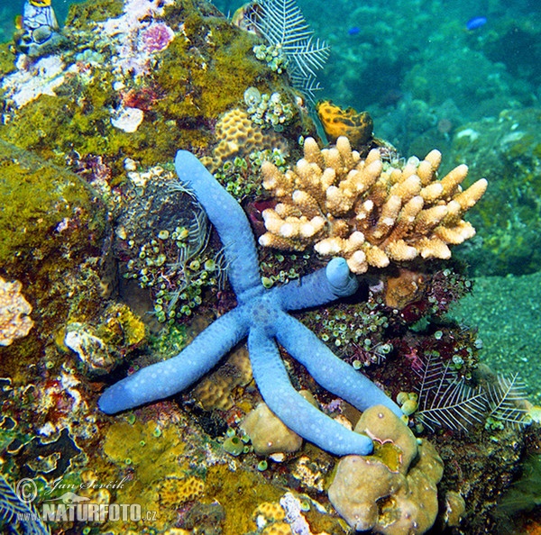 Sea Star (Linckia laevigata)