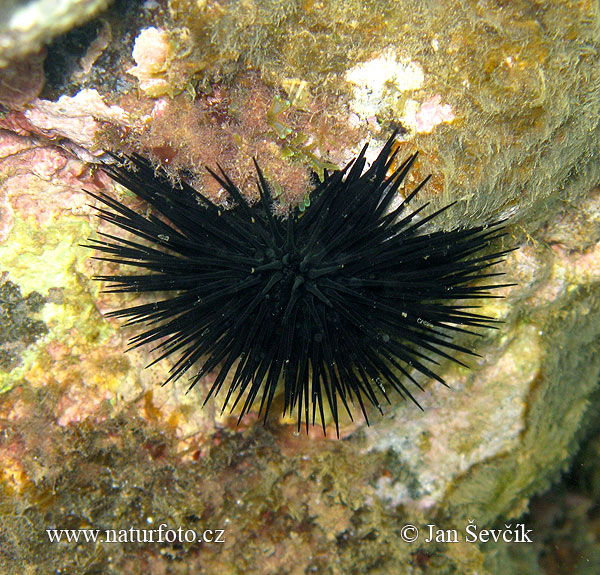 Sea Urchin, Echinoid (Arbacia lixula)