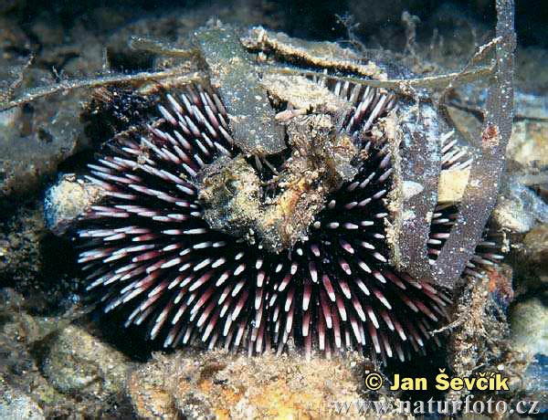 Sea Urchin, Echinoid (Sphaerechinus granularis)
