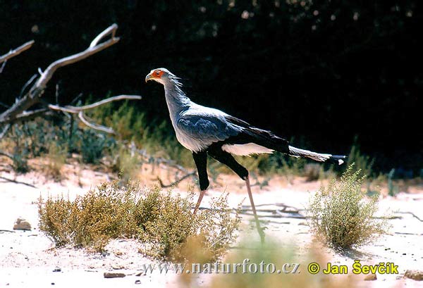 Secretarisvogel