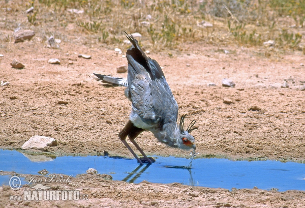 Secretarybird (Sagittarius serpentarius)