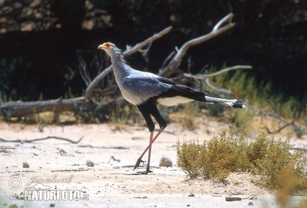 Secretarybird (Sagittarius serpentarius)