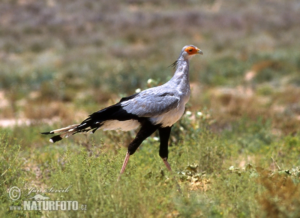 Secretarybird (Sagittarius serpentarius)