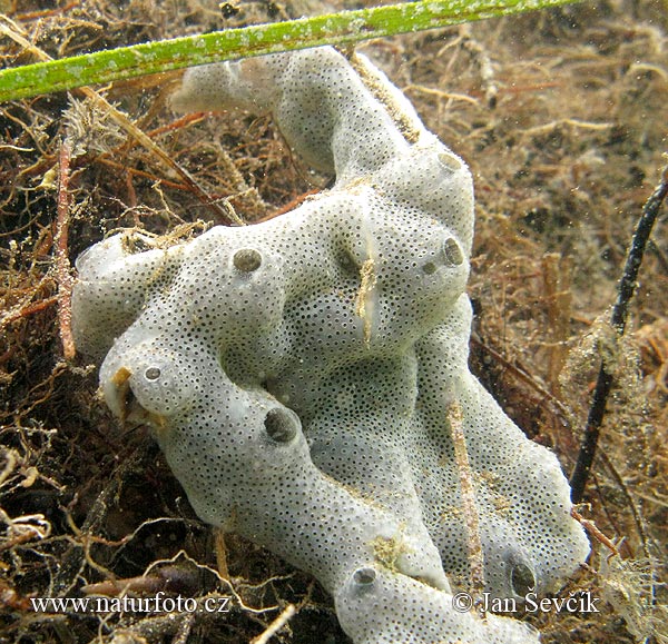See Sponge (Porifera sp.)