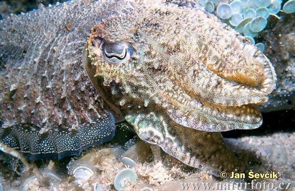 Sepiablæksprutte