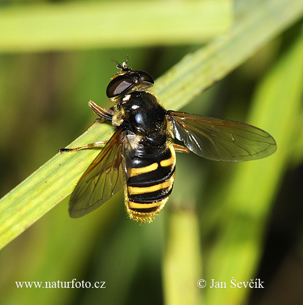 Sericomyia silentis