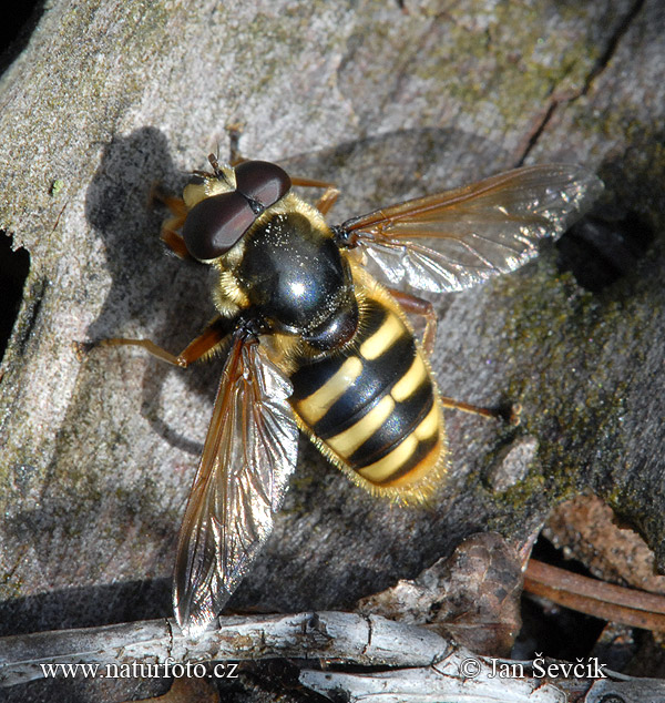 Sericomyia silentis