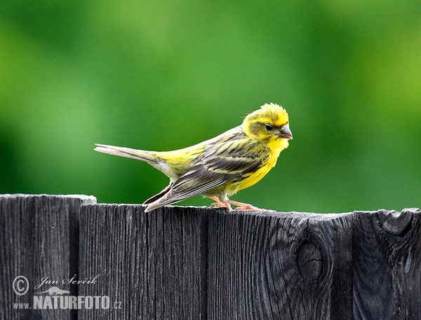 Serin (Serinus serinus)