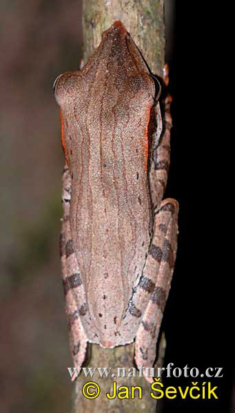 Sharp-snout Saddled Tree Frog (Polypedates longinasus)