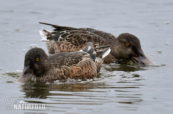 Shoveler (Anas clypeata)