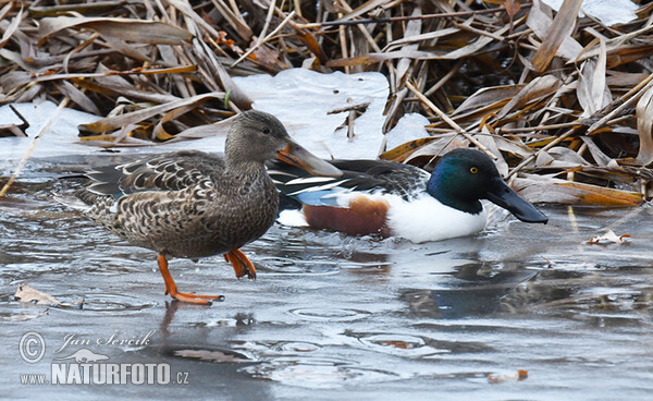 Shoveler (Anas clypeata)