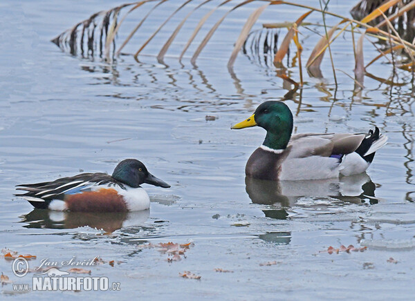 Shoveler (Anas clypeata)