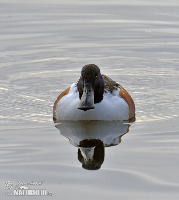 Shoveler (Anas clypeata)