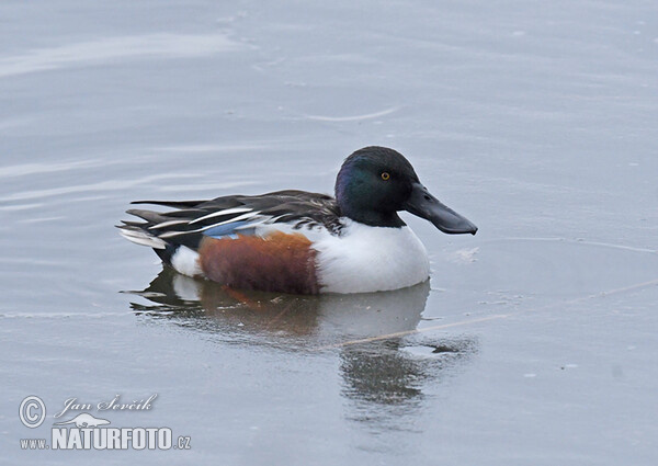 Shoveler (Anas clypeata)