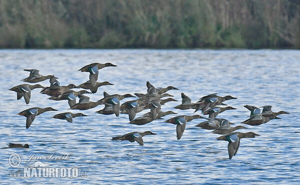 Shoveler (Anas clypeata)