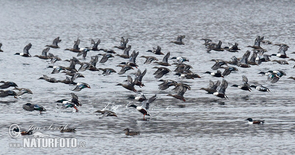 Shoveler (Anas clypeata)