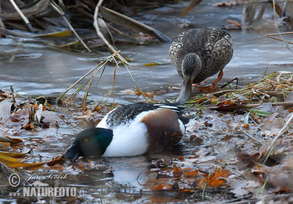 Shoveler (Anas clypeata)