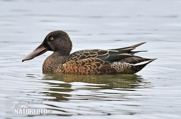 Shoveler (Anas clypeata)