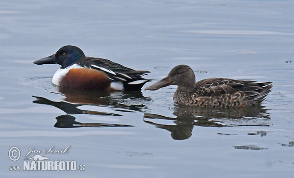 Shoveler (Anas clypeata)