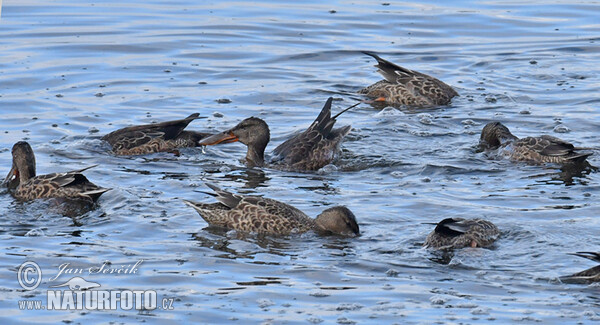 Shoveler (Anas clypeata)