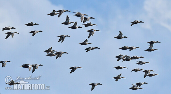 Shoveler (Anas clypeata)