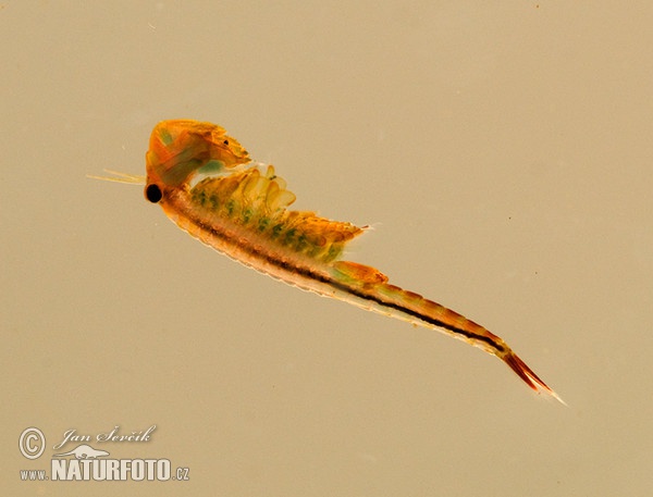 Shrimp (Eubranchipus grubii)