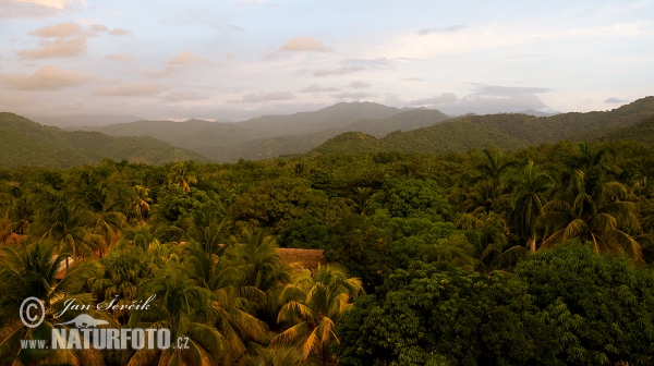 Sierra Maestra (C)