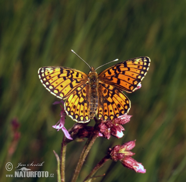 Silver-bordered Fritillary (Boloria selene)