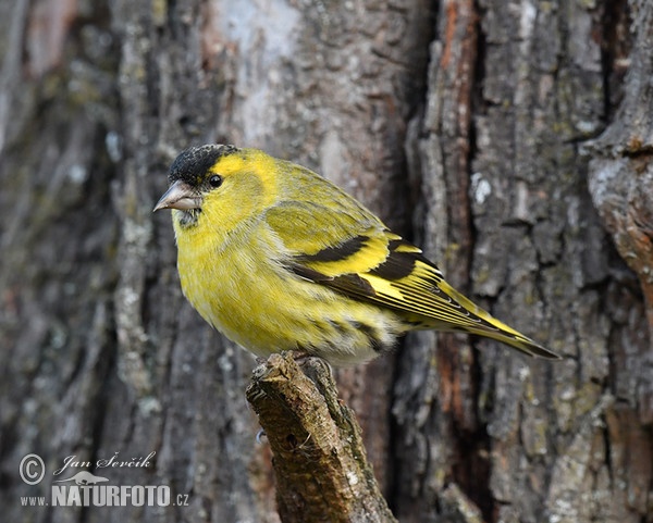 Siskin (Carduelis spinus)