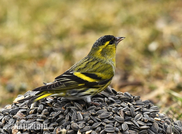 Siskin (Carduelis spinus)