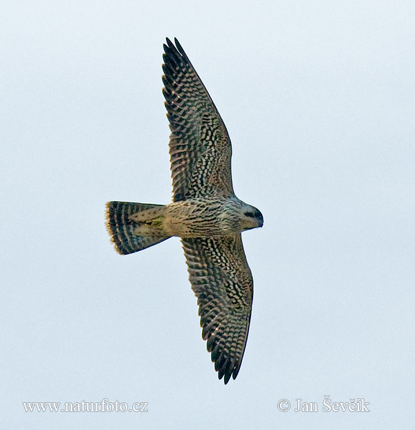 Slechtvalk vogel