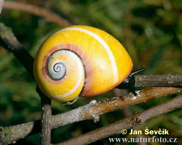 Slug (Polymita picta)