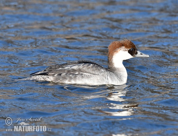 Smew (Mergus albellus)