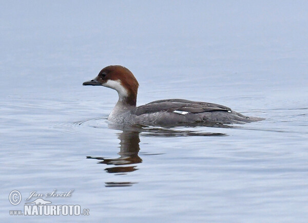 Smew (Mergus albellus)