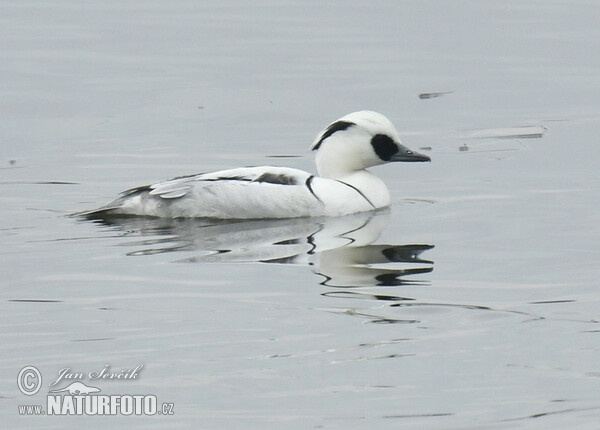 Smew (Mergus albellus)