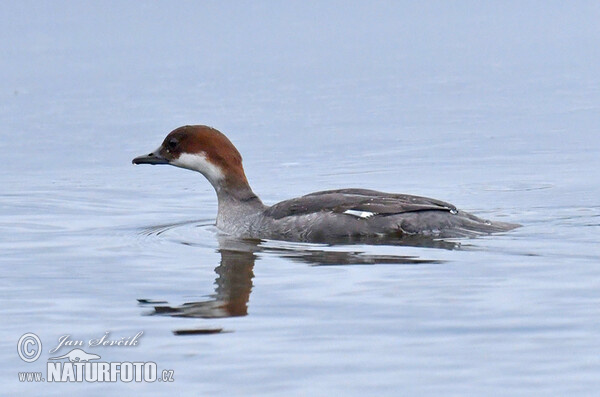 Smew (Mergus albellus)