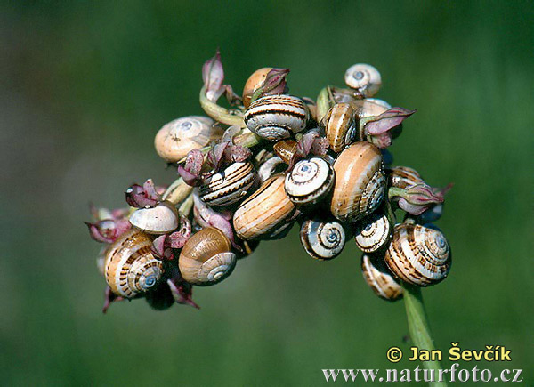 Snail (Hygromiidea sp.)