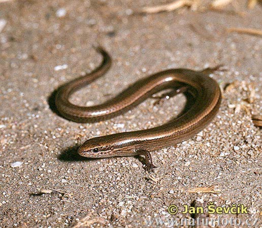 Snake-eyed Skink (Ablepharus kitaibelii)