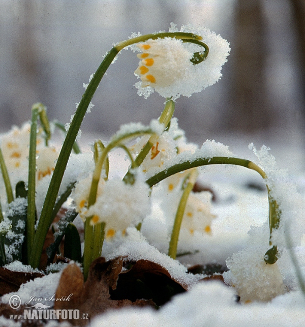 Śnieżyca wiosenna