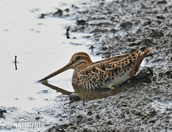 Snipe (Gallinago gallinago)