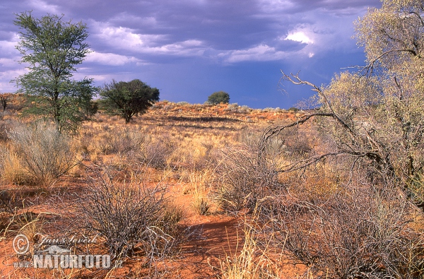 Södra Afrika