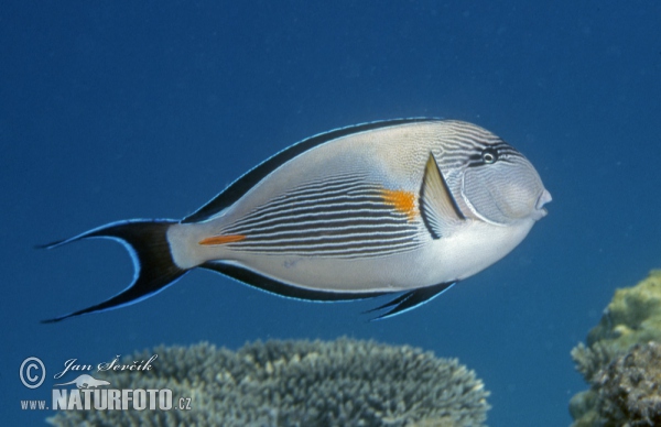 Sohal Surgeonfish (Acanthurus sohal)