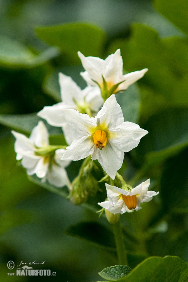 Solanum tuberosum