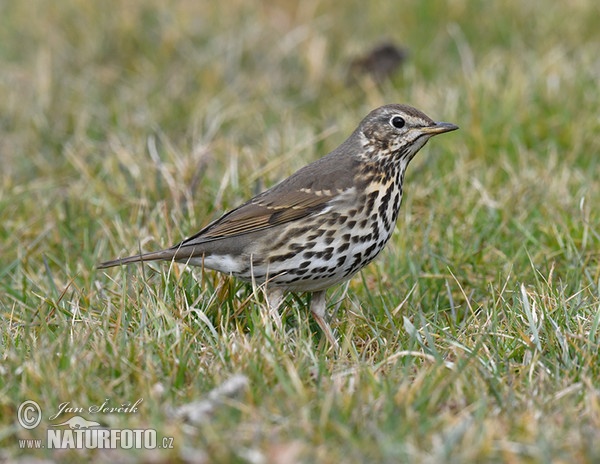 Song Thrush (Turdus philomelos)