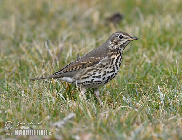 Song Thrush (Turdus philomelos)