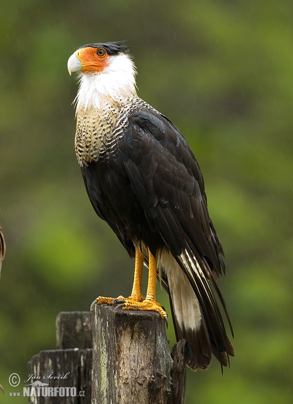 Southern Caracara (Caracara plancus)