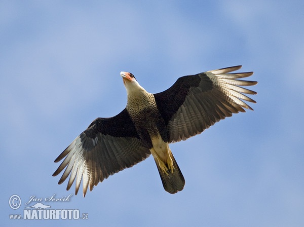 Southern Caracara (Caracara plancus)